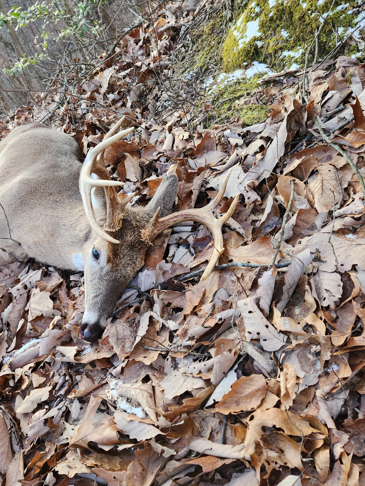 10 pt.webp