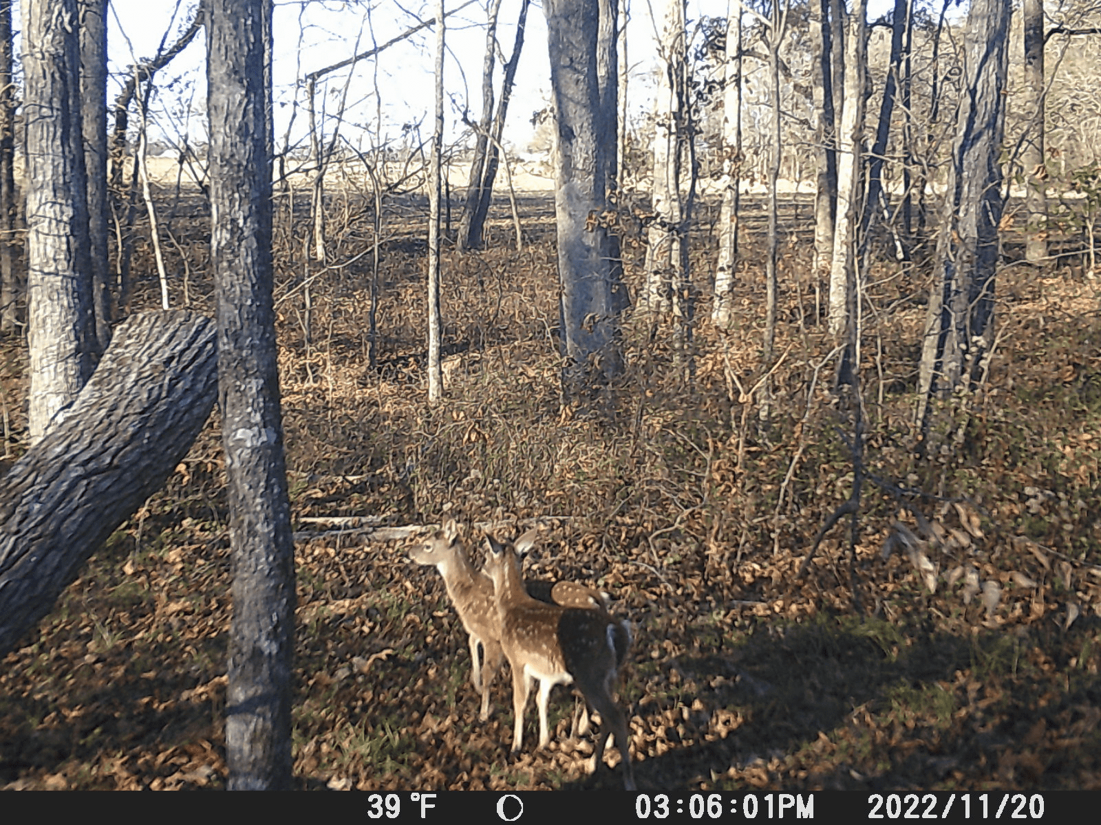 Big surprise this morning, 11 March 2023 Tennessee Hunting & Fishing