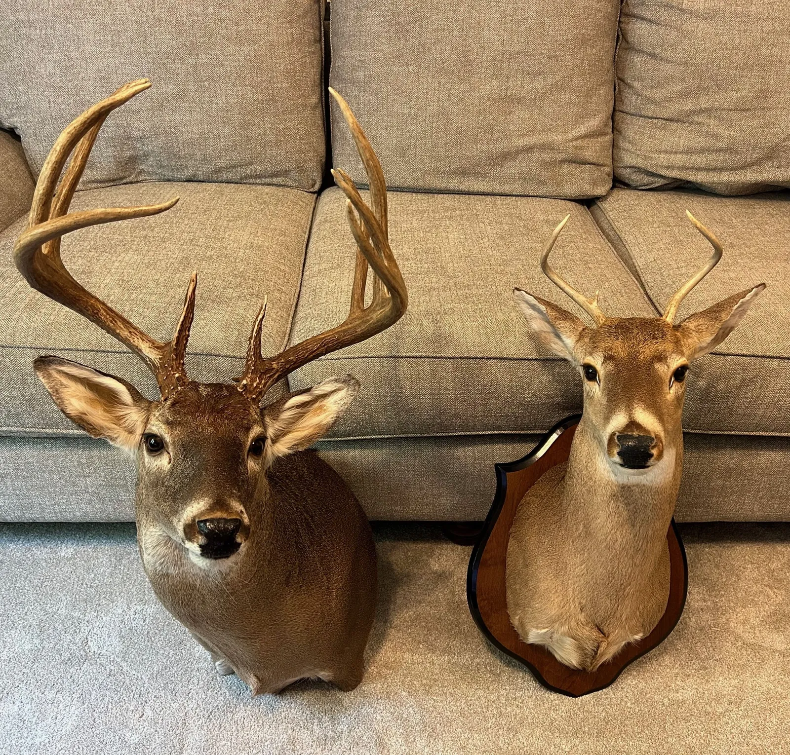 1st and biggest bucks.webp