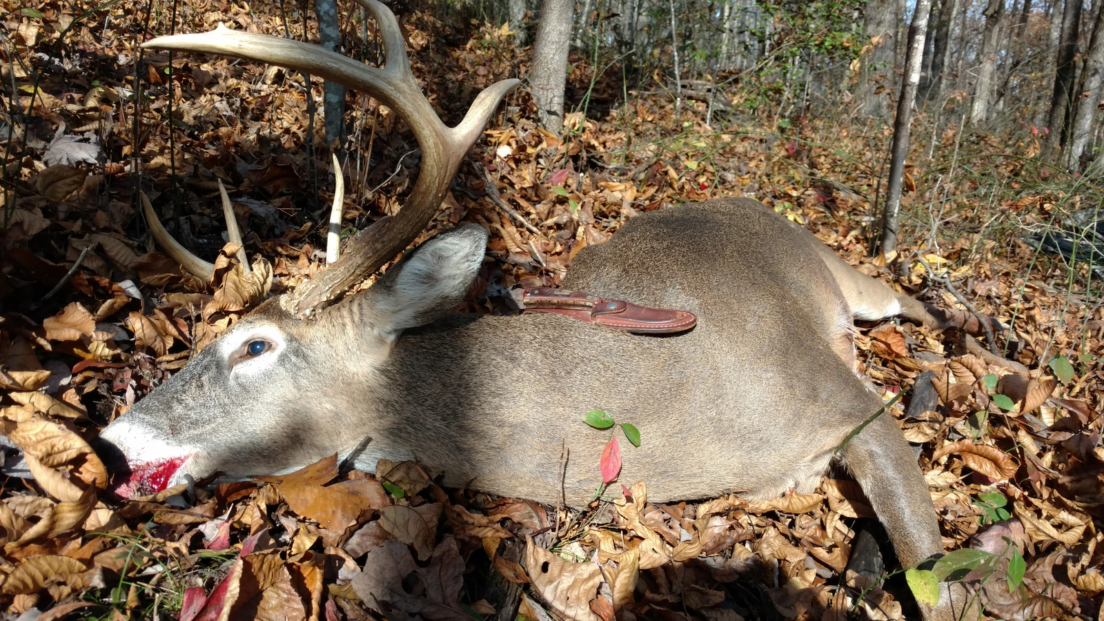 2017 ML BUCK.webp