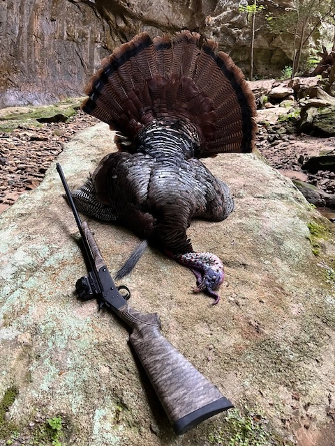 2023-4-21 Gobbler Stevens 301 .410 24 lbs 11'' beard 1'' spurs BR (1).webp