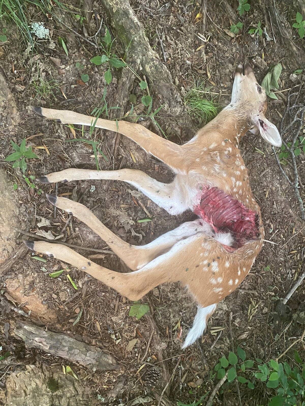 Deer 02.jpg