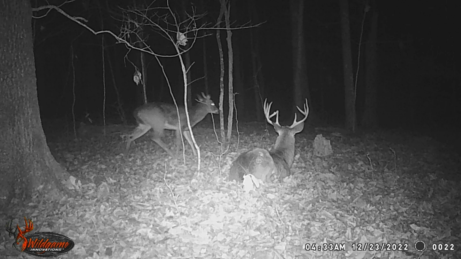 DEER22.webp