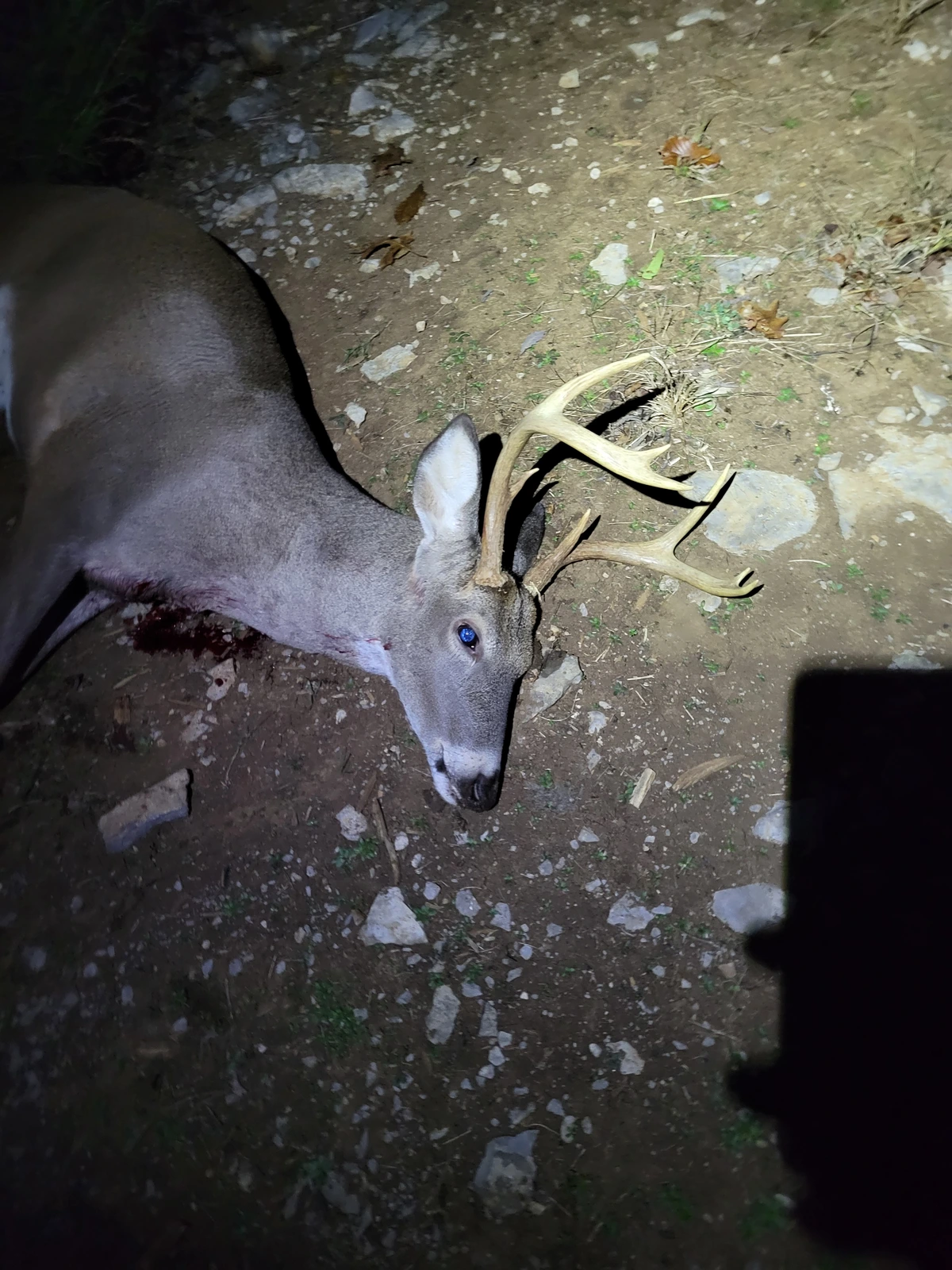 First8ptBuck.webp