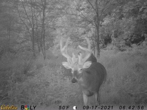 Sam-Perotti-Trail-Cam-pic-3.jpg