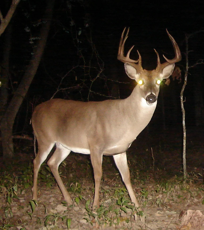 buck0820a.webp