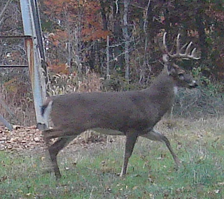 buck0820f.webp