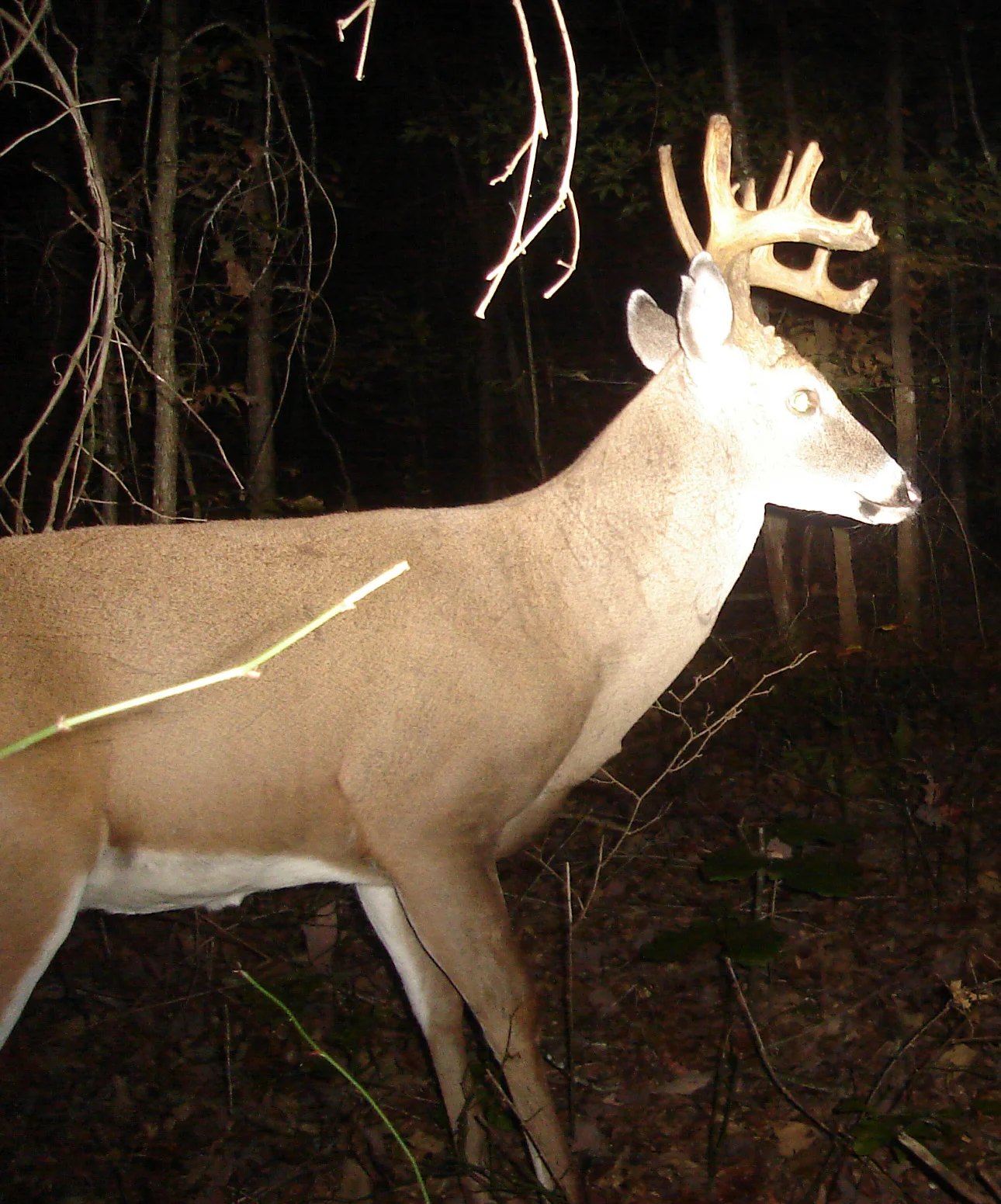 buck0918a.webp