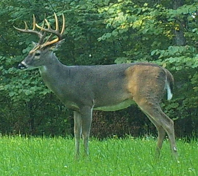 Buck2006k.webp