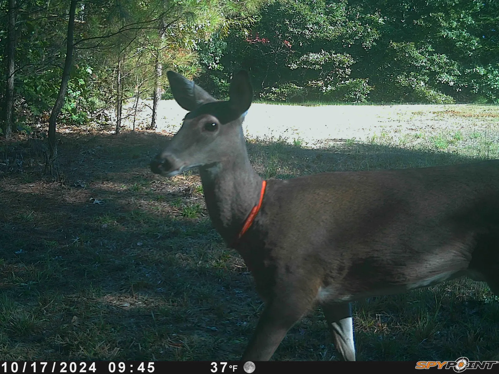 collared deer.webp