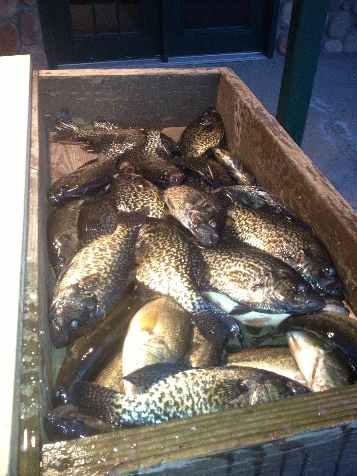 crappie3.JPG