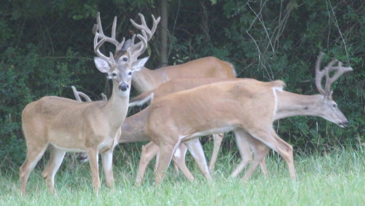 Volunteer Deer FaceBook.jpg