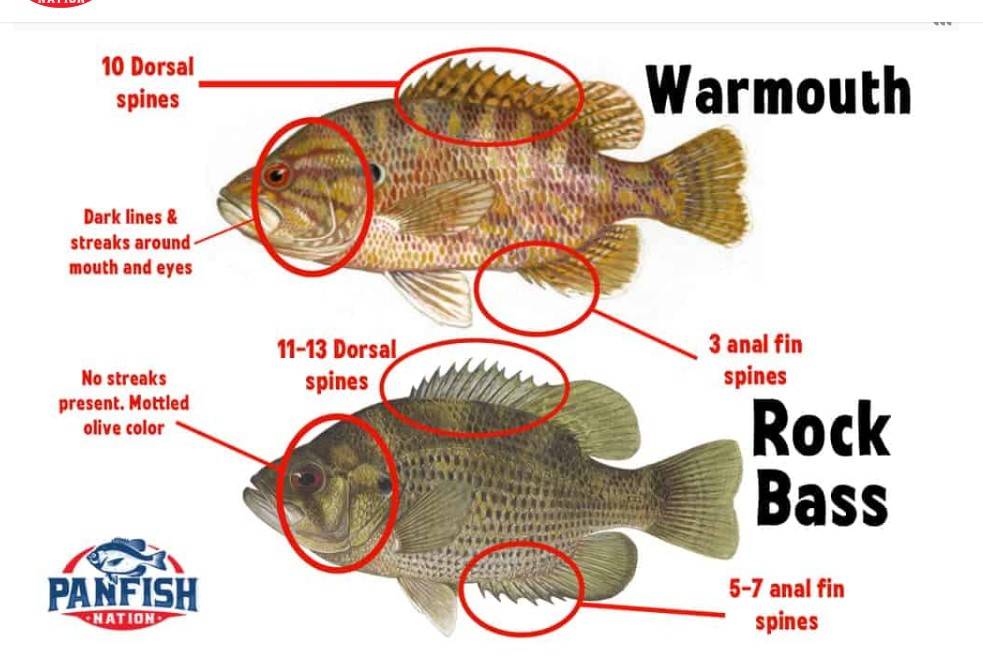 Warmouth vs Rock Bass.jpg